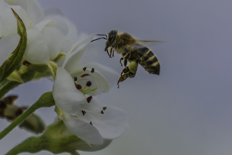 Bij in vlucht