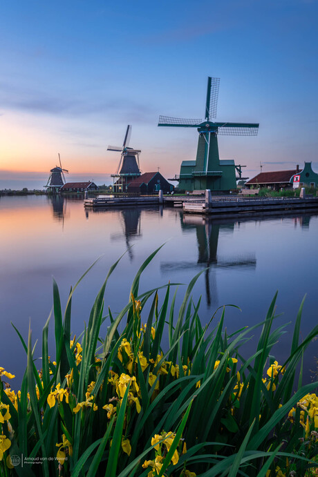 Flowers Zaanse Schans