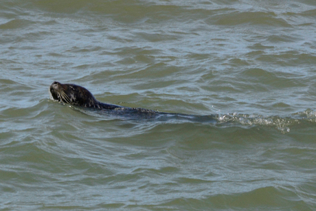 Zeehondje (Brouwersdam)