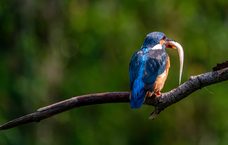 ijsvogels