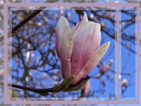 Magnolia