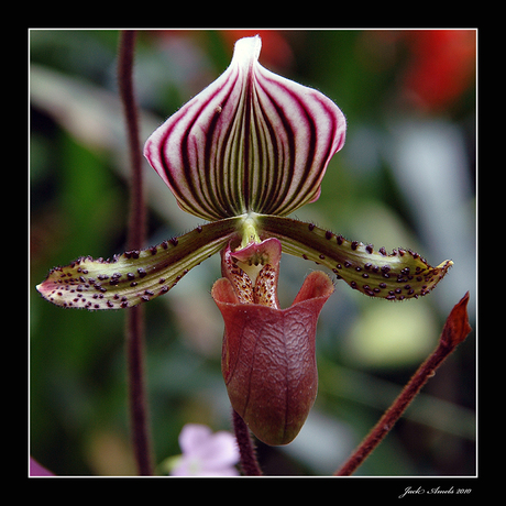 Orchidee voor ............