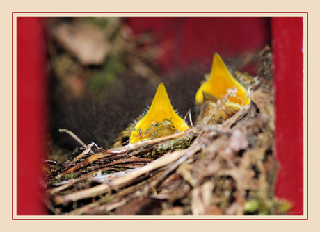 ~ Jonge vogeltjes grote snaveltjes ~