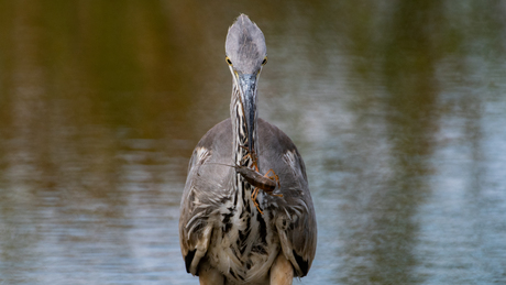 Reiger met rivierkreeft