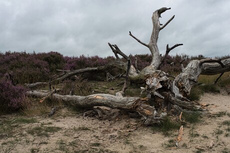 Kalmthoutse Heide