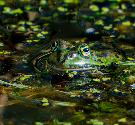Groene kikker