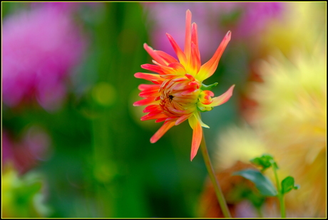 zomerse Dahlia
