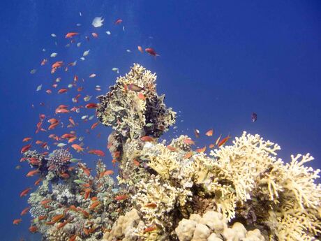 koraalrif in de rode zee