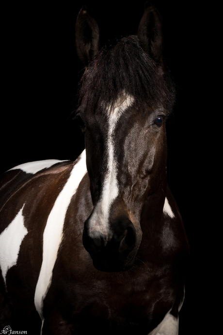 Eindelijk eens blackfoto’s van mijn eigen paard