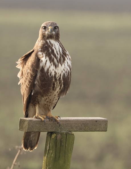 Buizerd 