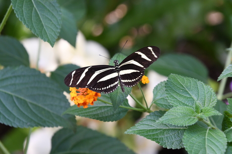 Vlinder