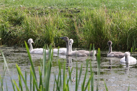 Jonge zwanen