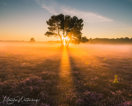 Mist op de heide