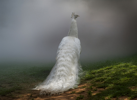 Witte Pauw