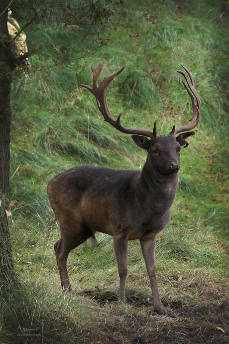 zwarte hert