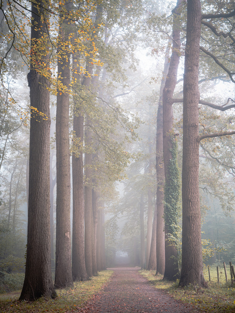 Giants in the mist