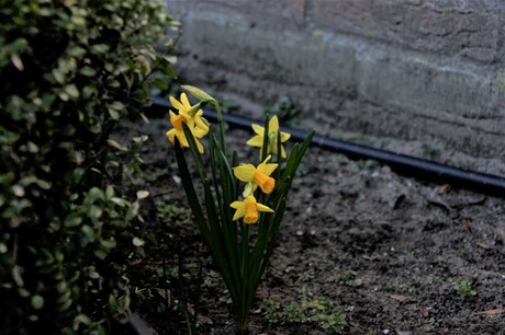the narcissi's are back