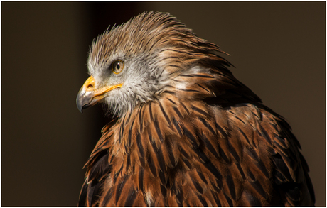 Arendbuizerd