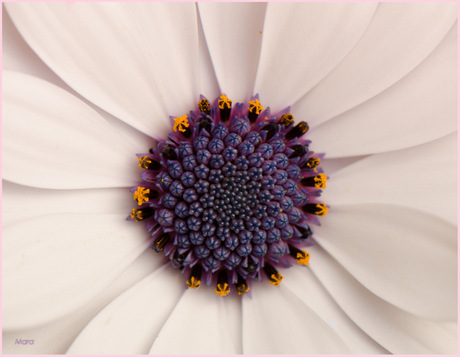 Zomaar.....een margrietje