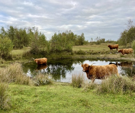 Schotse hooglanders in bad!