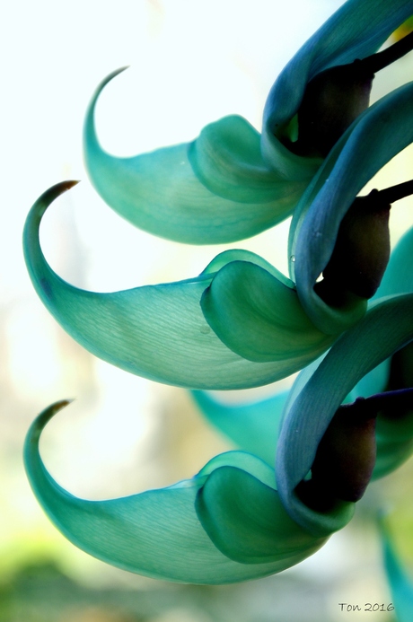 Jade bloem