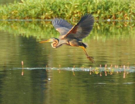 weg vliegende Purper-reiger