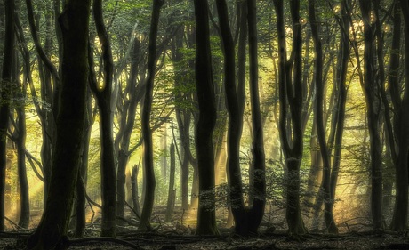 Zonnestralen door het beukenbos