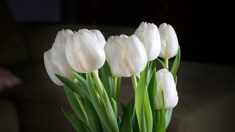 Witte tulpen