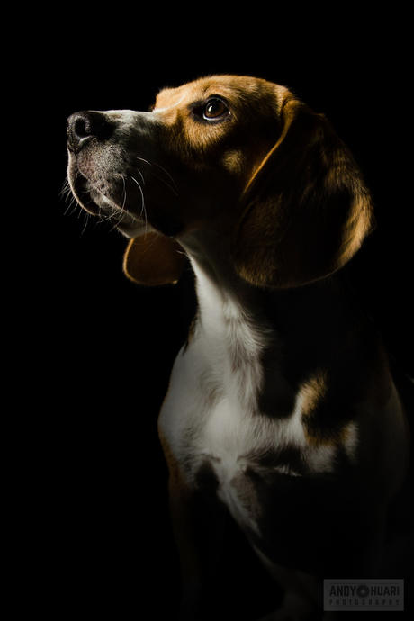 Beagle