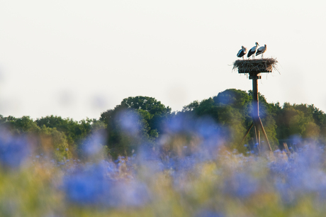 jonge ooievaars Reestdal