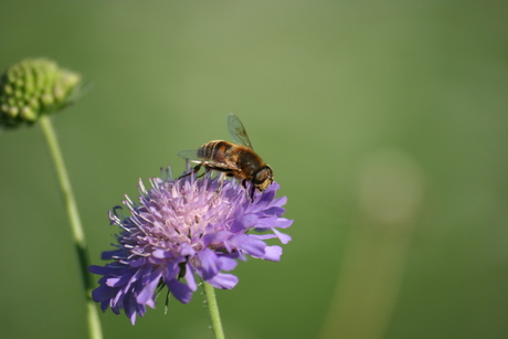 In een bloemenveld in Oostenrijk