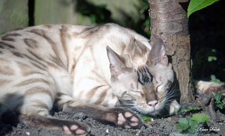 "Lekker in de zon boomknuffelen..."