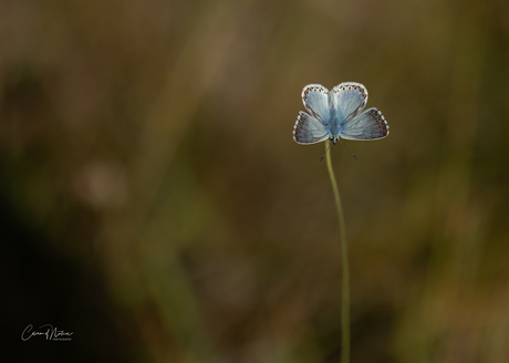 Adonis blauwtje 