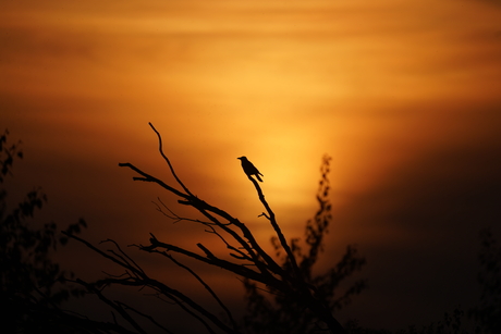 Kraai in zonsondergang