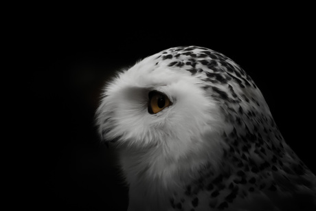 Sneeuwuil ~ snowy owl