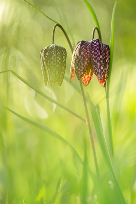 Kievitsbloemetje in het avondlicht.