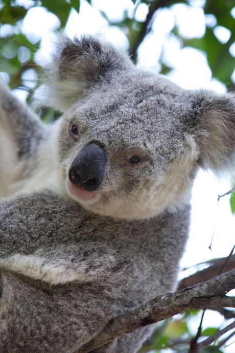 Koala beer