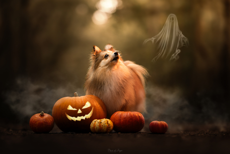 Halloween is coming 🎃