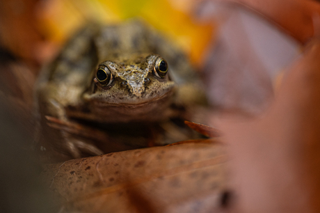 Onverwachte bezoeker