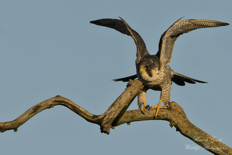 "Ready for take off"