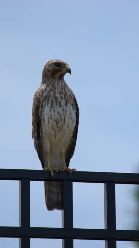 Roofvogel in Florida