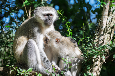 Zuid Africa, Ithala Game Reserve