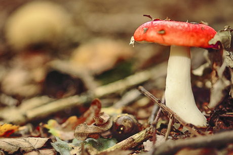 Braakrussula