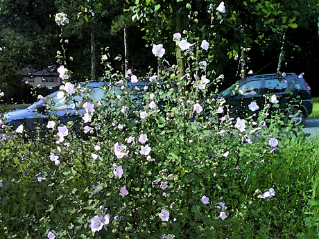 Bloemen in middenberm