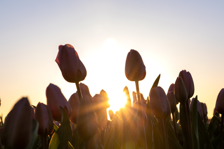 Tulpen in Noordwijk bij ondergaande zon
