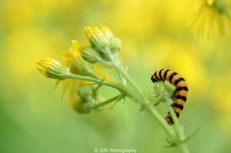 Yellow stripes or black stripes?