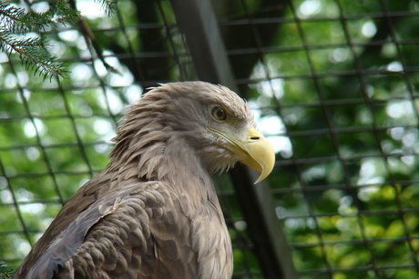 zeearend in ouwehand