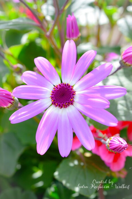 Pericallis hybrida
