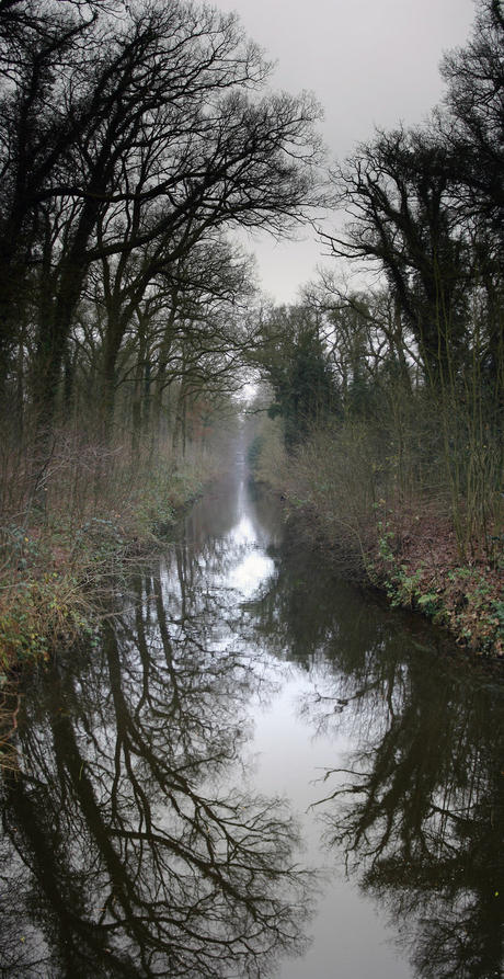 het bos door water gescheiden