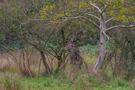 De Bronst (2)